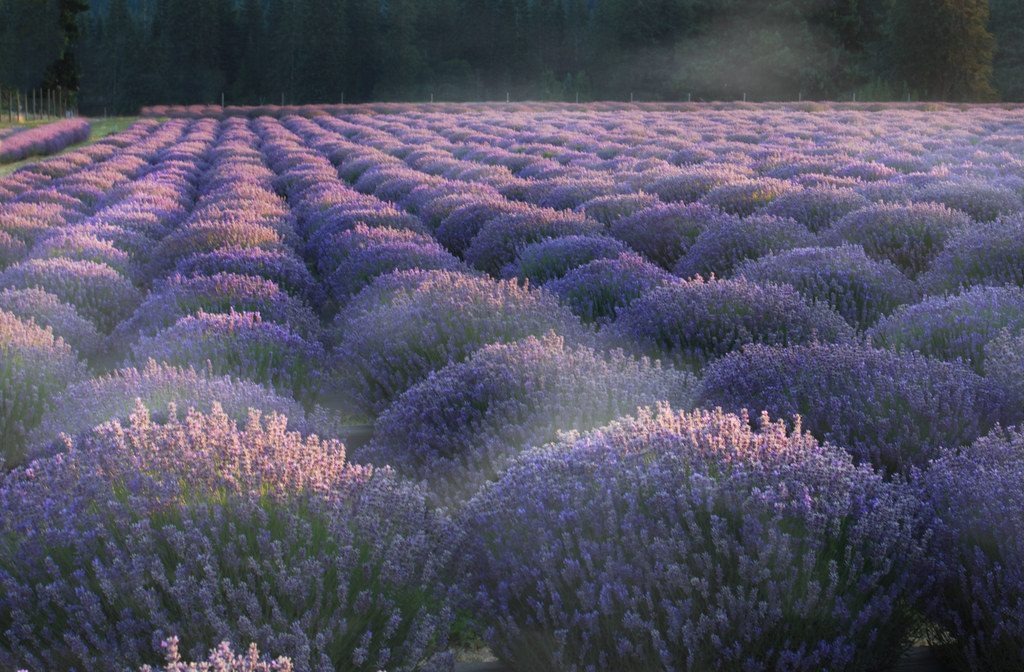 Rows of lavender growing in a field